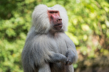 Close-Up Portrait of a Male Sacred Baboon