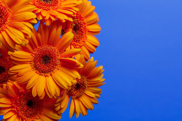 Gerbera chrysanthemums on a blue horizontal background