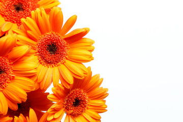 Naklejka premium Gerberas on a white background with space for text