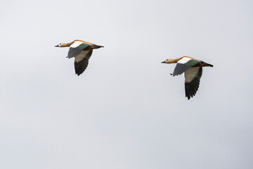 Ruddy Shelducks in Flight Against a Clear Blue Sky
