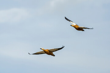 Ruddy Shelducks in Flight Against a Clear Blue Sky
