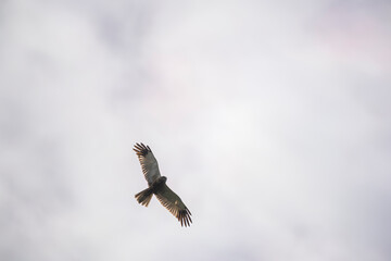 Male Western Marsh Harrier Soaring Against a Clear Blue Sky