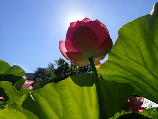 夏の太陽の光の中の「蓮の花」