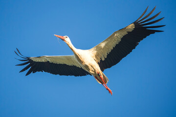European White Stork Flying Overhead Against a Clear Blue Sky