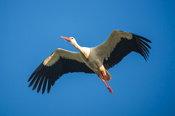 European White Stork Flying Overhead Against a Clear Blue Sky