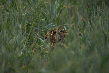 European Hare Hiding in Tall Grass with Only Its Head Visible