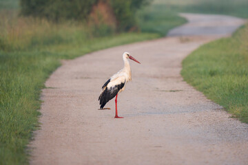 European White Stork Standing on a Rural Dirt Road