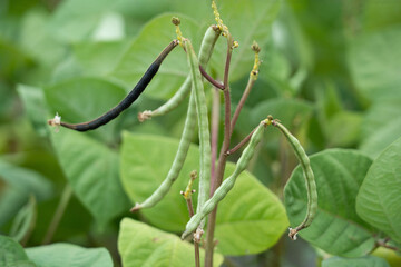 Mung bean pods, crop planting at the fields	