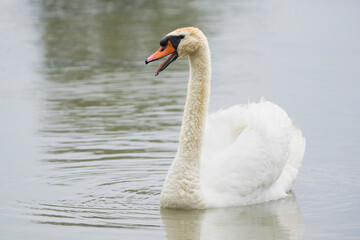 Adult Swan on a Lake with Its Beak Open in Mid-Call