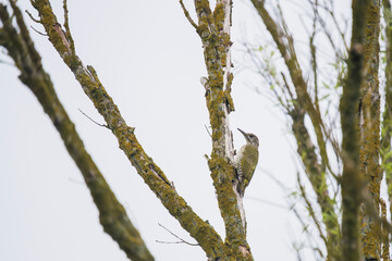 Green Woodpecker Perched on an Old Tree Trunk