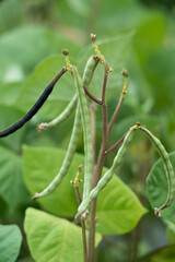 Mung bean pods, crop planting at the fields	