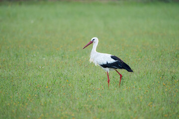 European White Stork Standing in a Meadow
