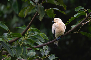Pied Imperial Pigeon Perched in a Tree