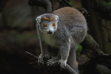 Close-Up Portrait of a Crowned Lemur