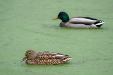 Female and Male Mallard Ducks on a Duckweed-Covered Lake
