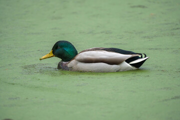 Male Mallard Duck Floating on a Duckweed-Covered Lake