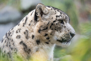 Close-Up Side Portrait of a Snow Leopard’s Head