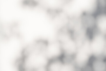 plant leaves sunlight natural shadow overlay on white wall background