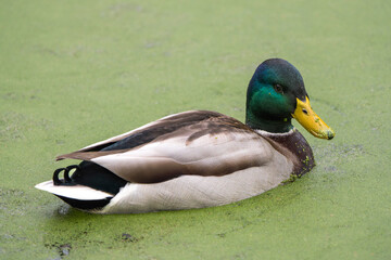 Male Mallard Duck Floating on a Duckweed-Covered Lake