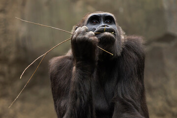 Female Gorilla Feeding on Small Branches