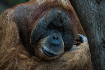 Closeup Portrait of a Male Orangutan Looking Directly at the Camera