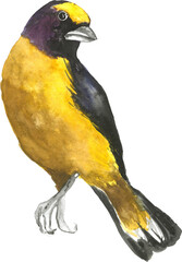 Yellow Bird Grosbeak Wildlife Watercolor Clipart PNG Transparent
