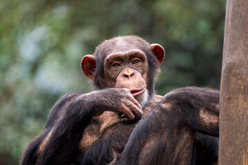 Mother Chimpanzee Embracing Her Baby at the Top of a Tree