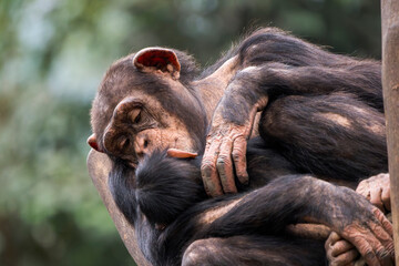 Mother Chimpanzee Embracing Her Baby at the Top of a Tree