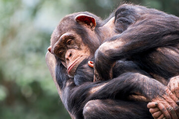 Mother Chimpanzee Embracing Her Baby at the Top of a Tree
