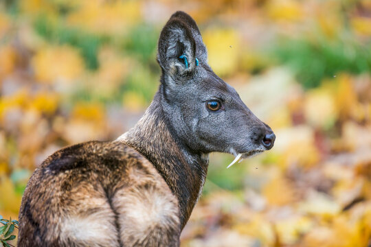 Closeup Portrait of a Musk Deer Showing Its Fangs