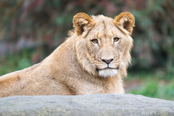 Closeup Portrait of a Young Male African Lion