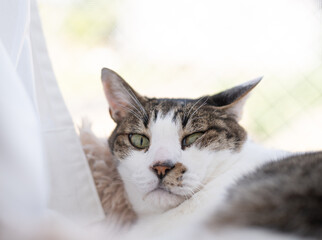 Naklejka premium 窓辺でくつろぐ可愛い猫 キジトラ白