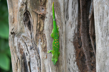 Madagascar Day Gecko Descending Head-First on Tree Trunk