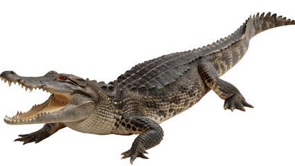 Fototapeta premium American alligator isolated on transparent background, a large reptile with powerful jaws