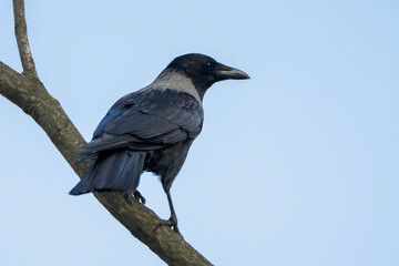 Closeup Portrait of a Hooded Crow (Corvus cornix) Showing Feather and Beak Detail