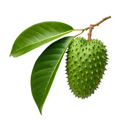 Green soursop fruit with leaves on black background