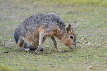 Mara Hare Standing on Very Short Grass in Natural Habitat