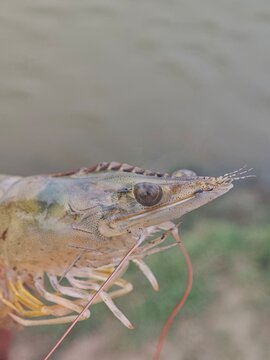 Litopenaeus Vannamei Whiteleg Shrimp Close-up