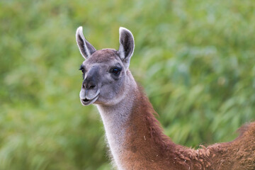 Closeup Portrait of an Alpaca with Green Natural Background