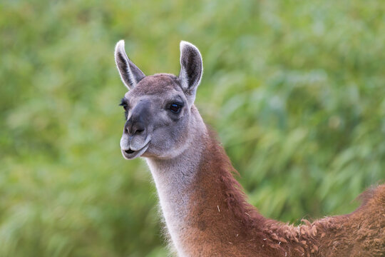 Closeup Portrait of an Alpaca with Green Natural Background