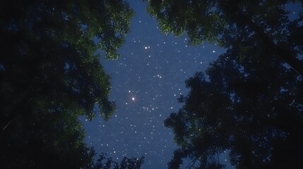 Fototapeta premium Night Sky Through Forest Canopy Starry Night Nature