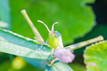 Obraz premium ショウリョウバッタを正面から