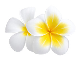 frangipani flower isolated on white and transparent background.