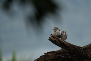 Two young Spotted owlets huddled together on a gnarled tree branch. The blurred background, with its soft, cool tones, highlighting their texture, patterns, and gentle expressions.