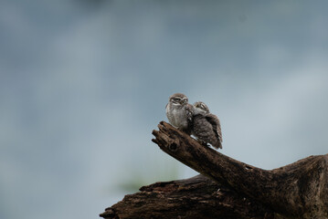 Two young Spotted owlets huddled together on a gnarled tree branch. The blurred background, with its soft, cool tones, highlighting their texture, patterns, and gentle expressions.