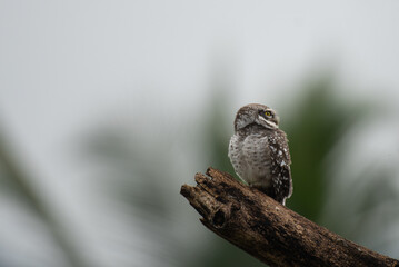 A curious little spotted owl perched on a tree stump, against a soft blurred natural background.