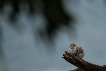 Two young Spotted owlets huddled together on a gnarled tree branch. The blurred background, with its soft, cool tones, highlighting their texture, patterns, and gentle expressions.