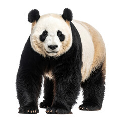 Giant panda isolated on white and transparent background.