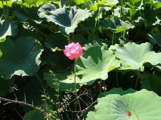 水辺に咲くピンク色の「蓮の花」
