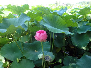 水辺に咲くピンク色の「蓮の花」